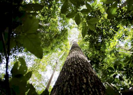 Feira em Brasília discute futuro sustentável da Amazônia